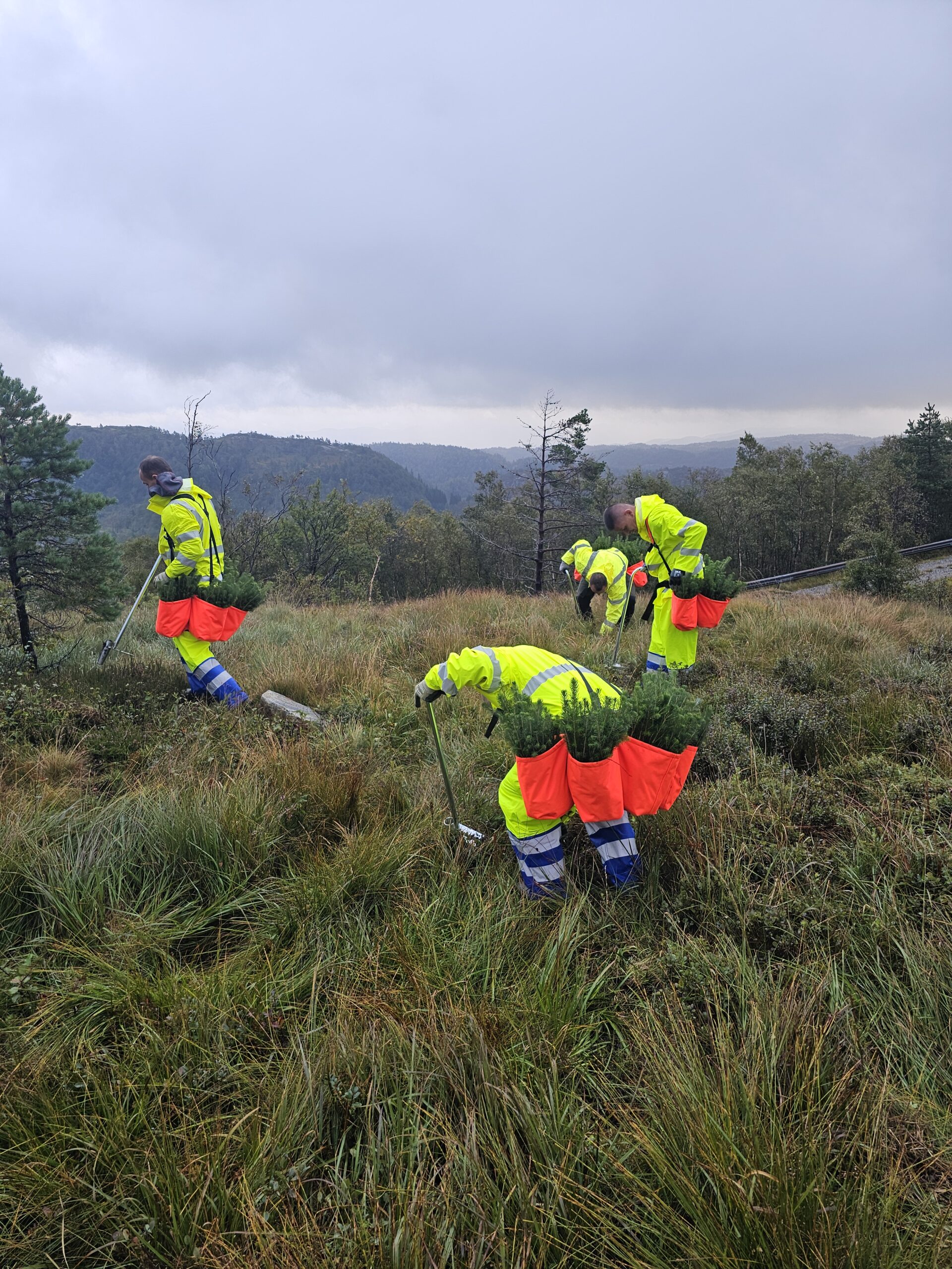 Forenede Service investerer i nordisk klimaskov for at balancere CO₂-udledningen frem til 2030
