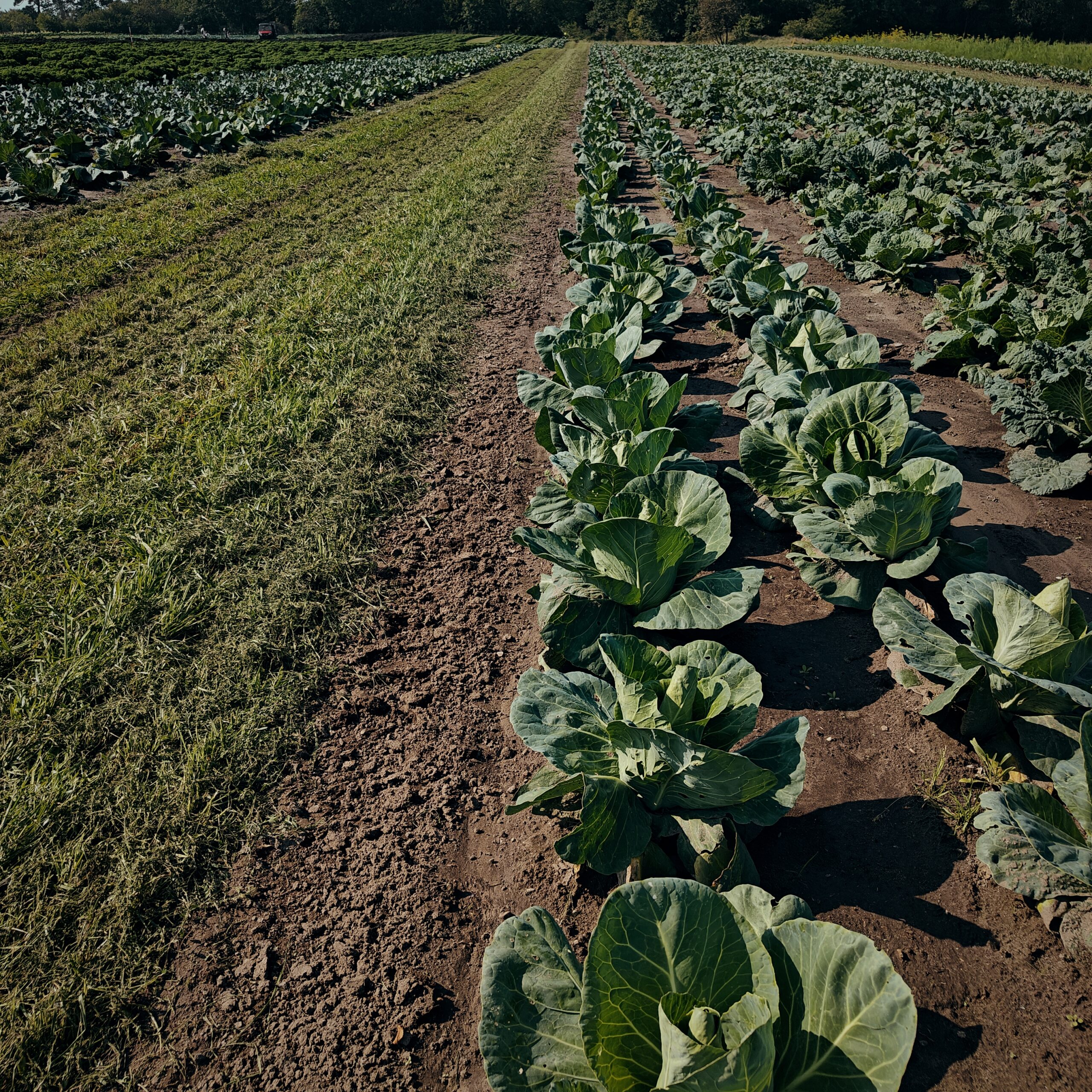 Kokkenes Køkken fordobler andelen af økologiske råvarer i fire kantiner